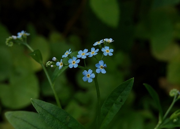 nezábudka Myosotis sp.