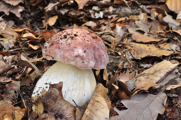 hríb sosnový Boletus pinophilus Pil. et Dermek in Pil.