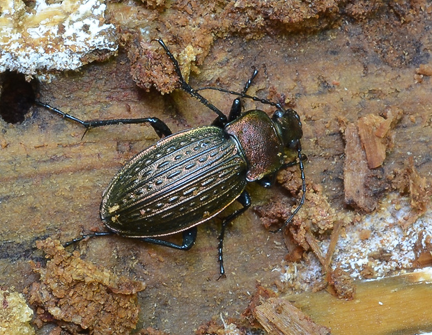 bystruška zlatomedená Carabus ullrichi