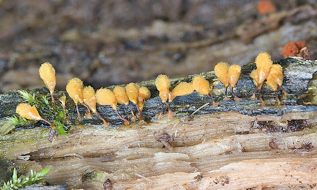 vlasovníčka kyjačikovitá Hemitrichia clavata (Pers.) Rostaf.