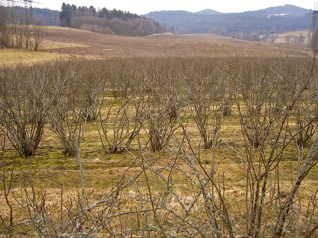 thyronectria berolinensis - biotop