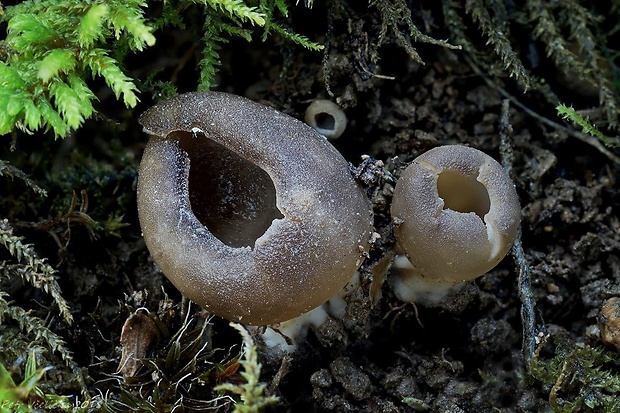 chriapač sosnový Helvella leucomelaena (Pers.) Nannf.