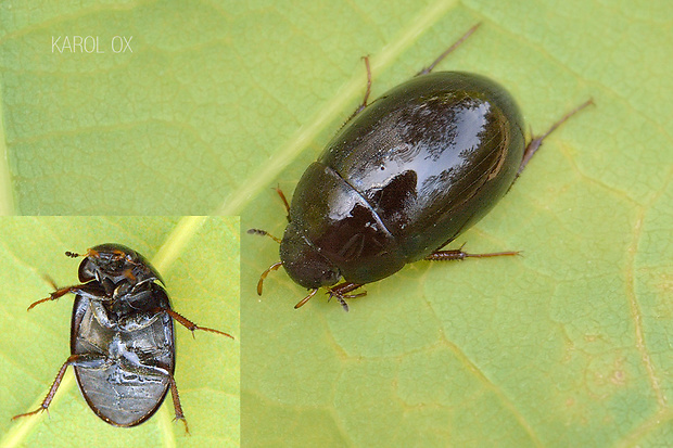 vodomil Hydrobius fuscipes