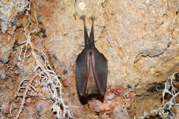 podkovár malý  Rhinolophus hipposideros