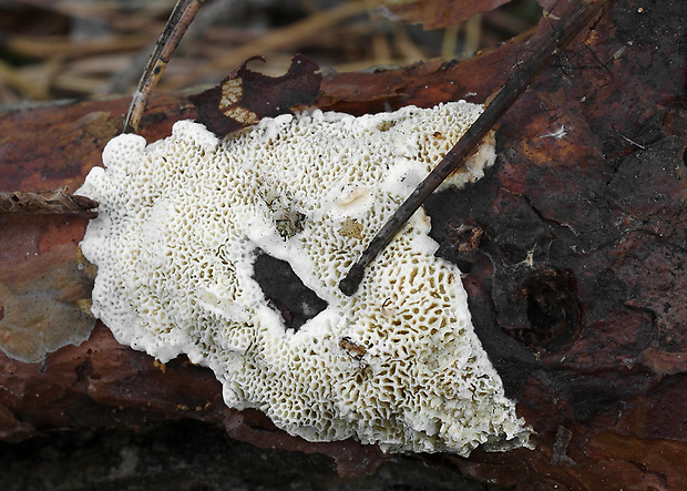 trúdnikovček tvrdý Antrodia ramentacea (Berk. & Broome) Donk