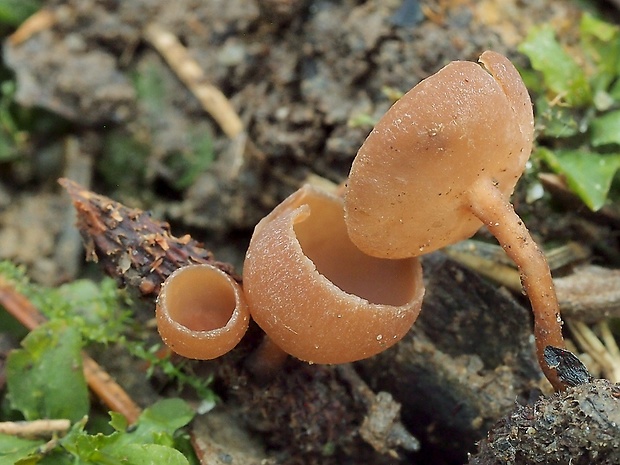 jahňadka Ciboria sp.