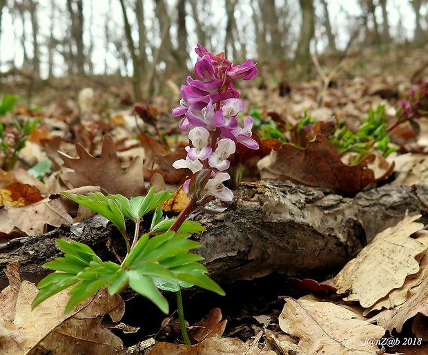 chochlačka dutá Corydalis cava (L.) Schweigg. et Körte