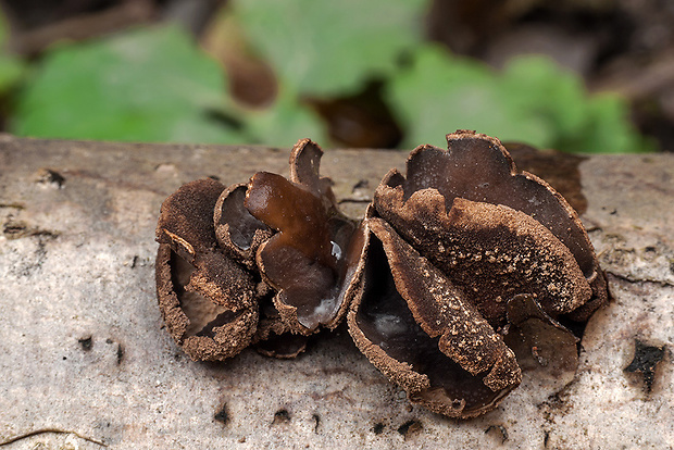 dutinovka otrubnatá Encoelia furfuracea (Roth) P. Karst.