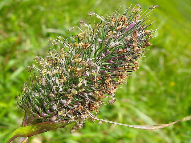 timotejka švajčiarska Phleum alpinum