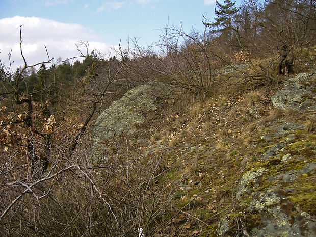 gagea bohemica subsp. bohemica - biotop