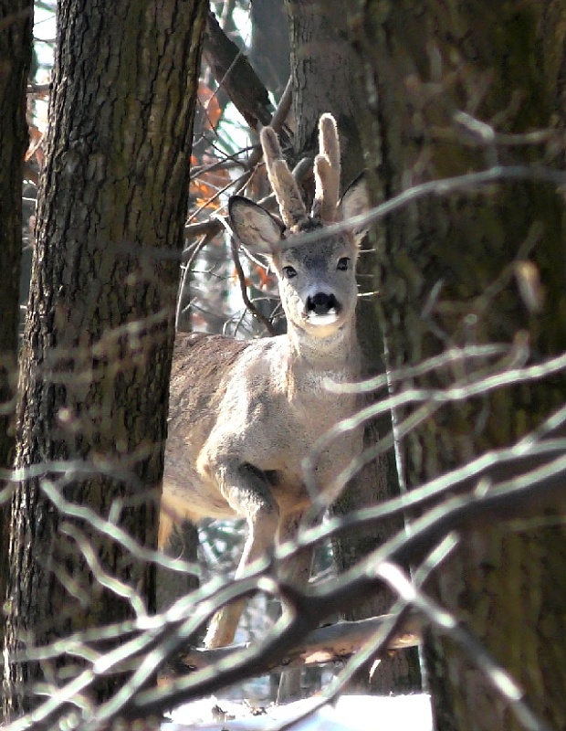 srnec lesný Capreolus capreolus