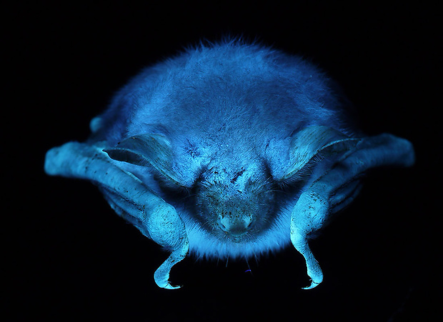 luminiscencia netopiera Myotis sp.