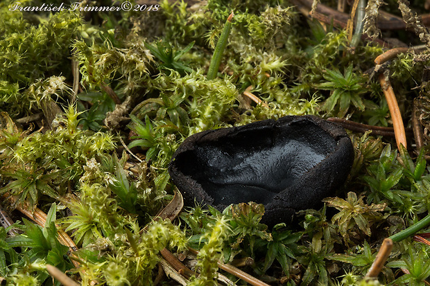 misôčka Pseudoplectania sp.