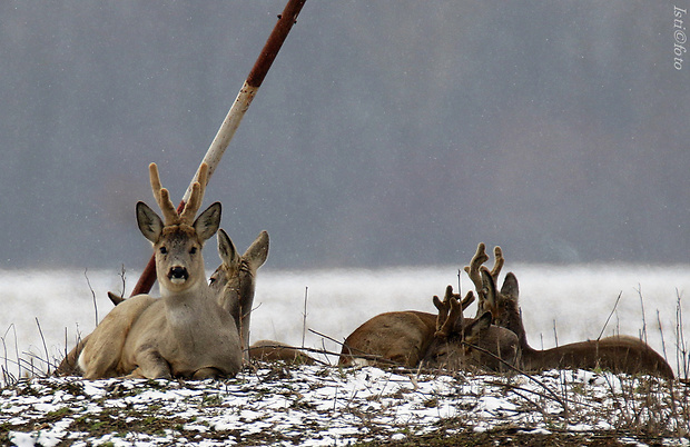 srnec lesný Capreolus capreolus