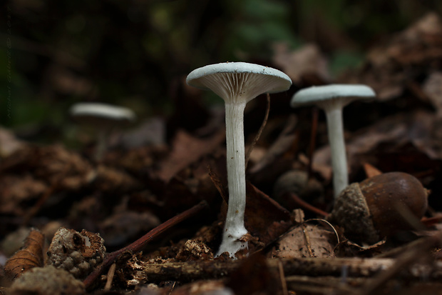 strmuľka anízová Clitocybe odora (Bull.) P. Kumm.