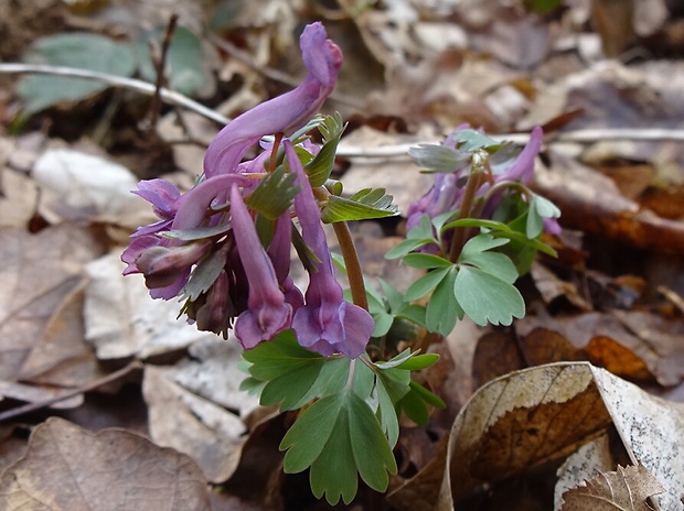 chochlačka plná Corydalis solida (L.) Clairv.