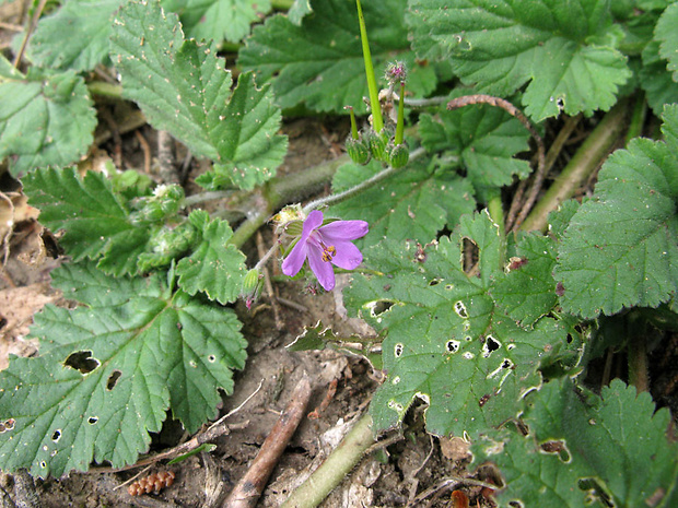 bocianik Erodium malacoides (L.) L