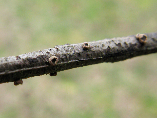 zamatovka Velutarina sp.