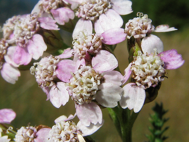 rebríček obyčajný alpínsky Achillea millefolium subsp. alpestris  (Wimm. et Grab.) Gremli