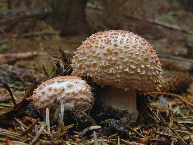 muchotrávka červenkastá Amanita rubescens Pers.