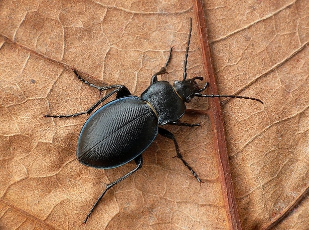 bystruška (sk) / střevlík vypouklý (cz) Carabus convexus Fabricius, 1775