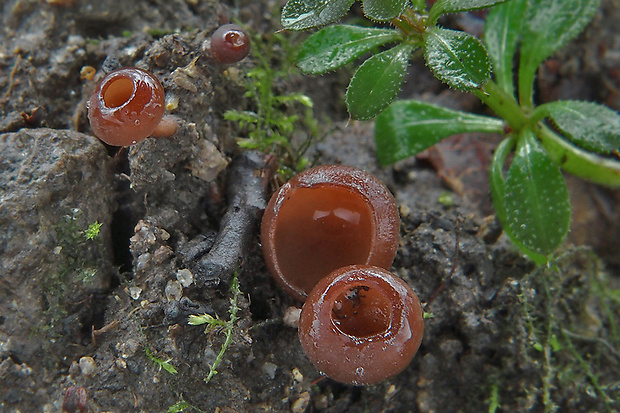 hľuznatka veternicová Dumontinia tuberosa (Bull.) L.M. Kohn