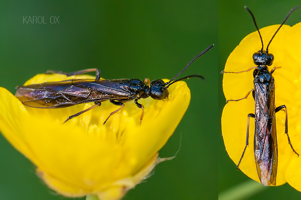 bodruška Cephidae