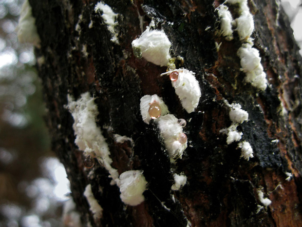 . Marchalina hellenica