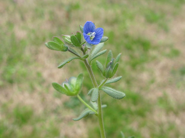 veronika trojúkrojková Veronica triphyllos L.