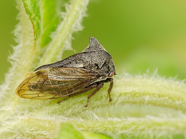 tŕňovka liesková Centrotus cornutus