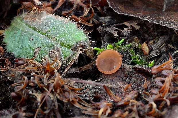 jahňadka Ciboria sp.