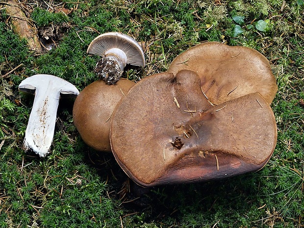 pavučinovec  viacfarebný Cortinarius pseudovariicolor Damblon & Lambinon