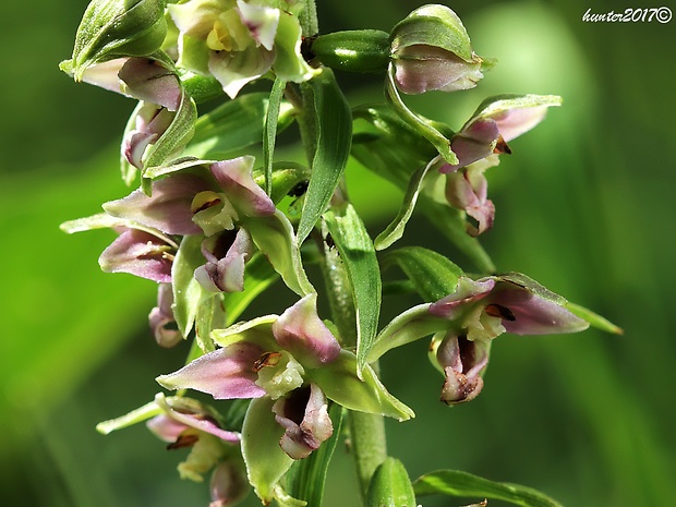 kruštík širokolistý pravý Epipactis helleborine subsp. helleborine (L.) Crantz