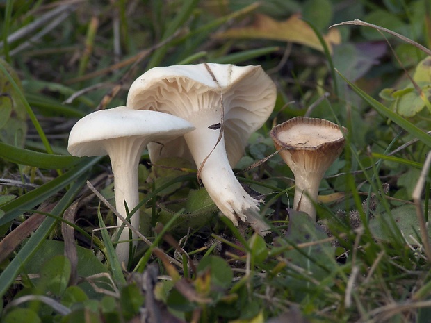 lúčnica snehobiela Cuphophyllus virgineus (Wulfen) Kovalenko