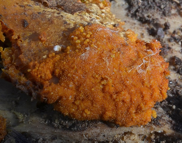 hubožer oranžový Hypomyces aurantius (Pers.) Fuckel