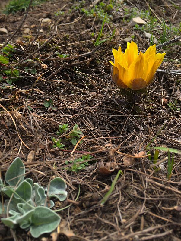 hlaváčik jarný Adonis vernalis L.