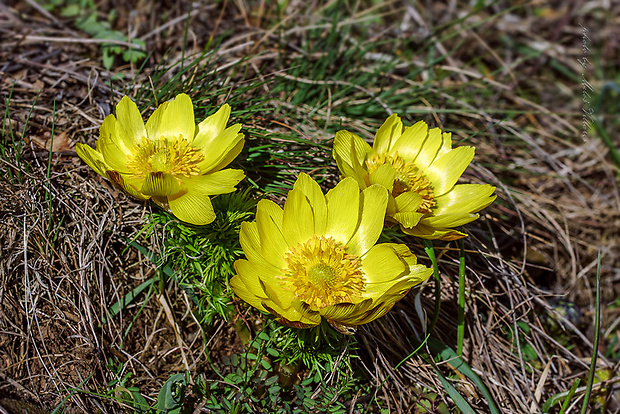 hlaváčik jarný Adonis vernalis L.