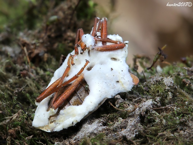 bovéria Beauveria sp.