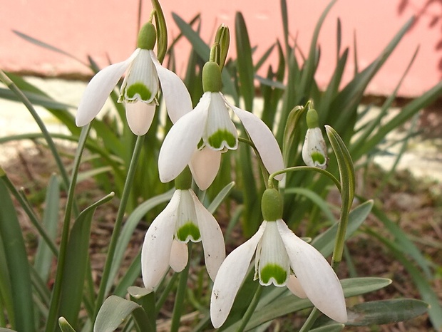 snežienka jarná Galanthus nivalis L.