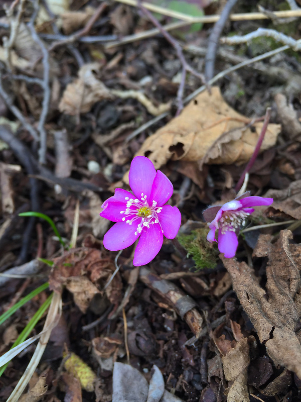 pečeňovník trojlaločný Hepatica nobilis Schreb.