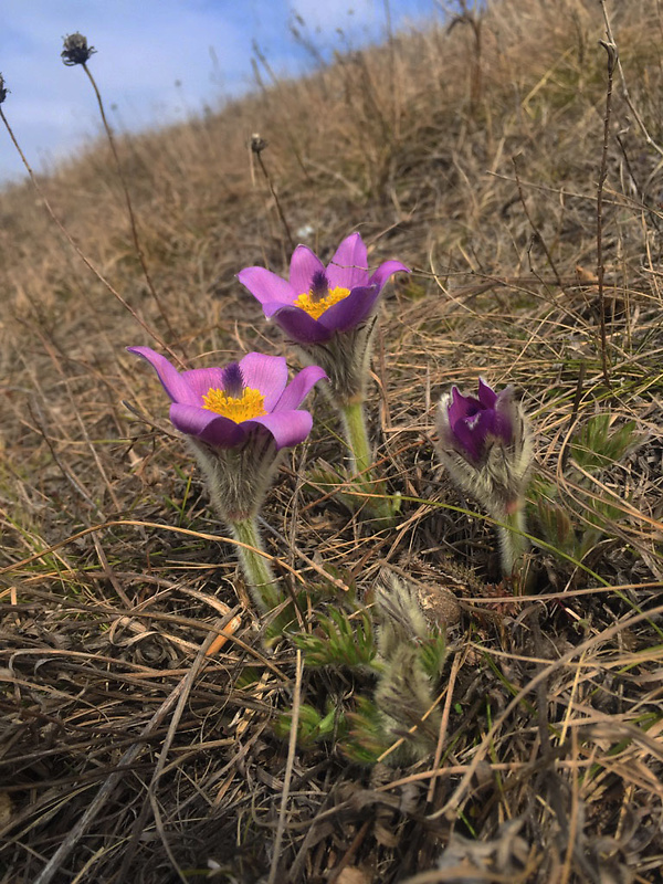 poniklec veľkokvetý Pulsatilla grandis Wender.