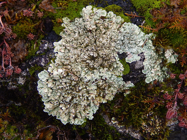 skvamarína chrupkovitá Squamarina cartilaginea var. cartilaginea (With.) P. James