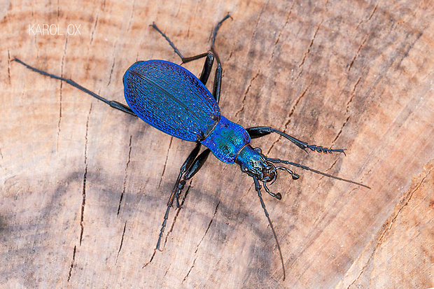 bystruška vráskavá Carabus intricatus