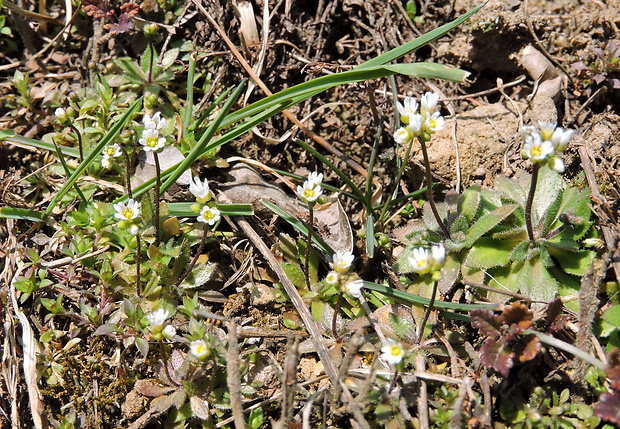 jarmilka jarná Erophila verna (L.) Chevall