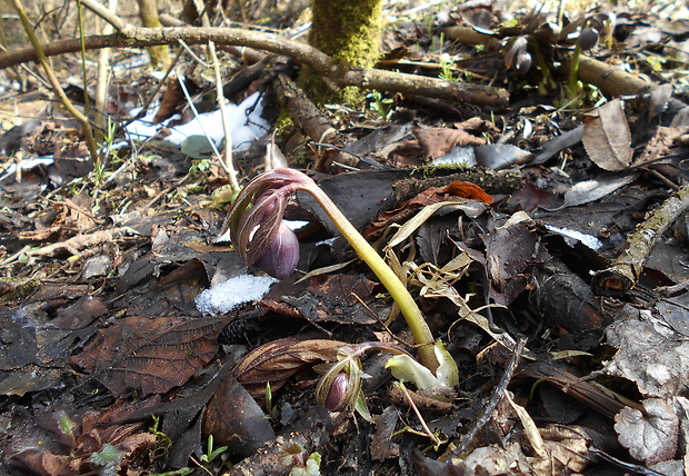 čemerica purpurová Helleborus purpurascens Waldst. et Kit.