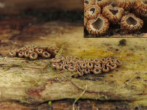 padrobnica zvláštna Merismodes anomala (Pers.) Singer