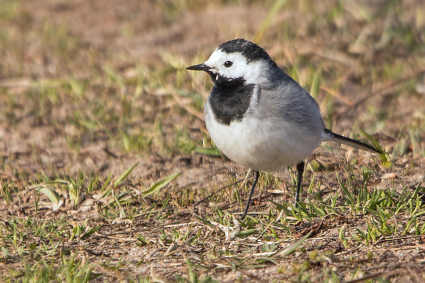 trasochvost biely  Motacilla alba