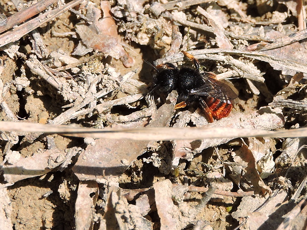 čalúnica  Osmia bicolor