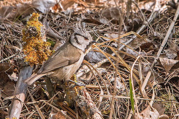 sýkorka chochlatá  Parus cristatus