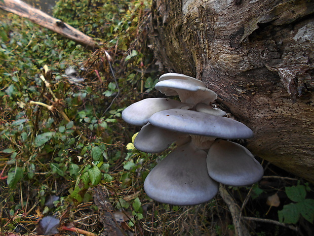 hliva ustricovitá Pleurotus ostreatus (Jacq.) P. Kumm.